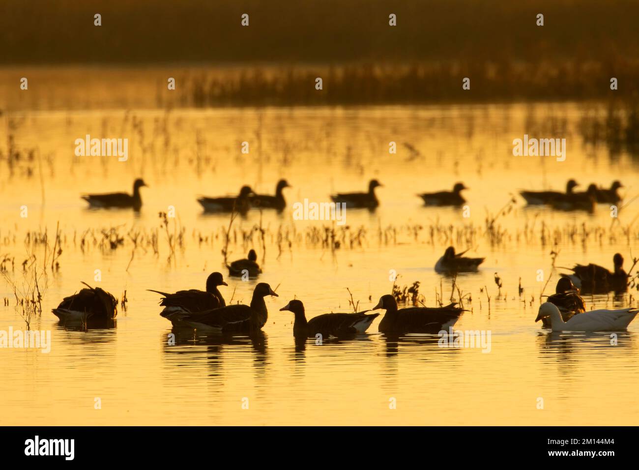 White-fronted goose (Anser albifrons) silhouette, Merced National ...