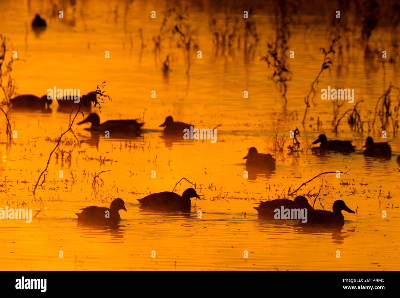 Waterfowl pond silhouette, Merced National Wildlife Refuge, California ...