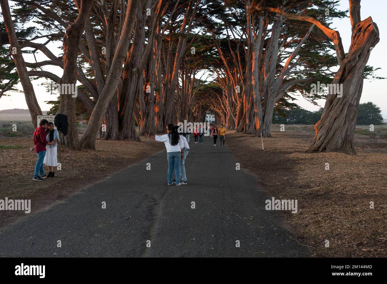Tourists enjoy the Cypress Tree Tunnel at Point Reyes Stock Photo