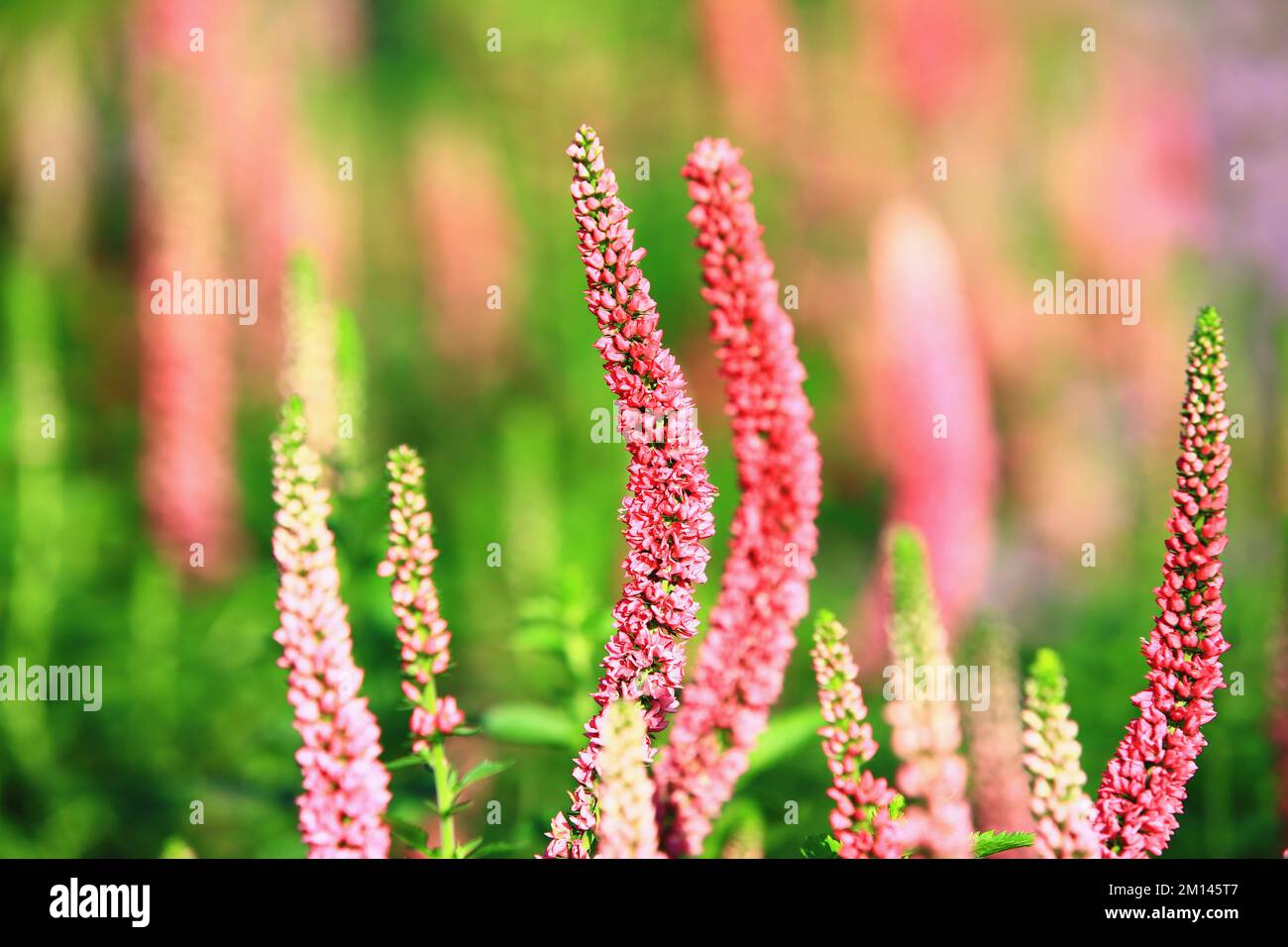 Polygonum Affine,Persicaria Affinis,close-up of small pink with red flowers blooming on the one stem in the garden Stock Photo