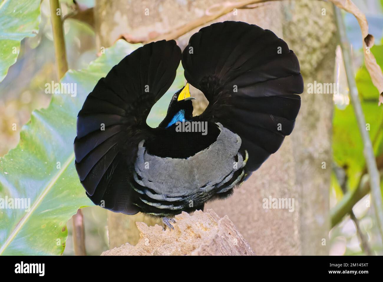 Male Victoria's Riflebird mating display on display post lek in rainforest Atherton tablelands, Queensland, Australia Stock Photo