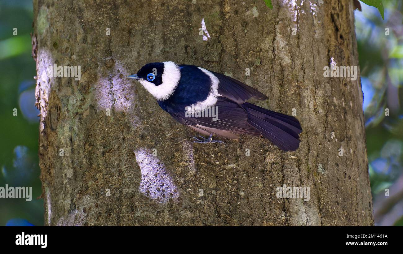 Pied monarch black and white bird hanging on the side of a tree, Atherton Tablelands, Far north Queensland, Australia Stock Photo