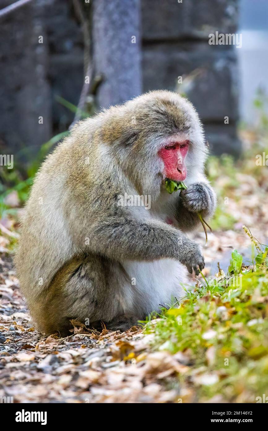 Cute wild japanese snow monkey portrait in Nikko national park forest in Japan Stock Photo