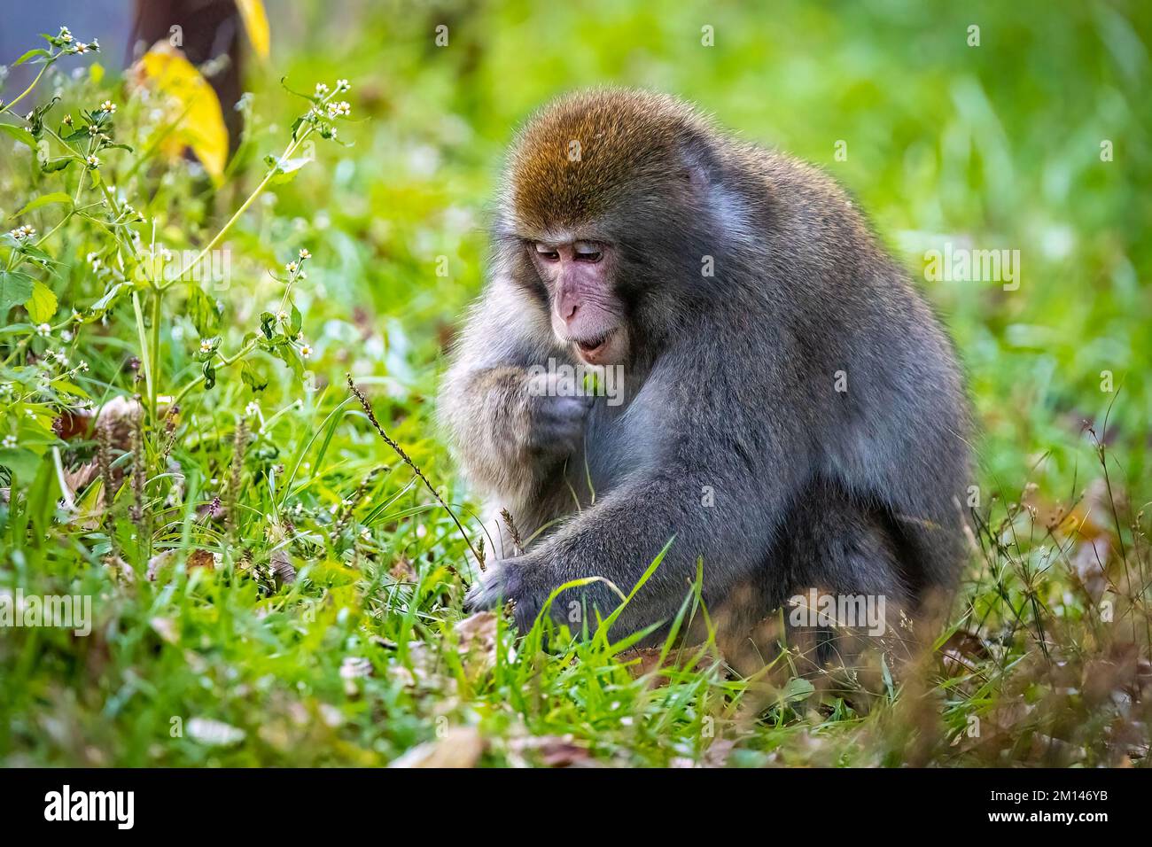 Cute wild japanese snow monkey portrait in Nikko national park forest in Japan Stock Photo