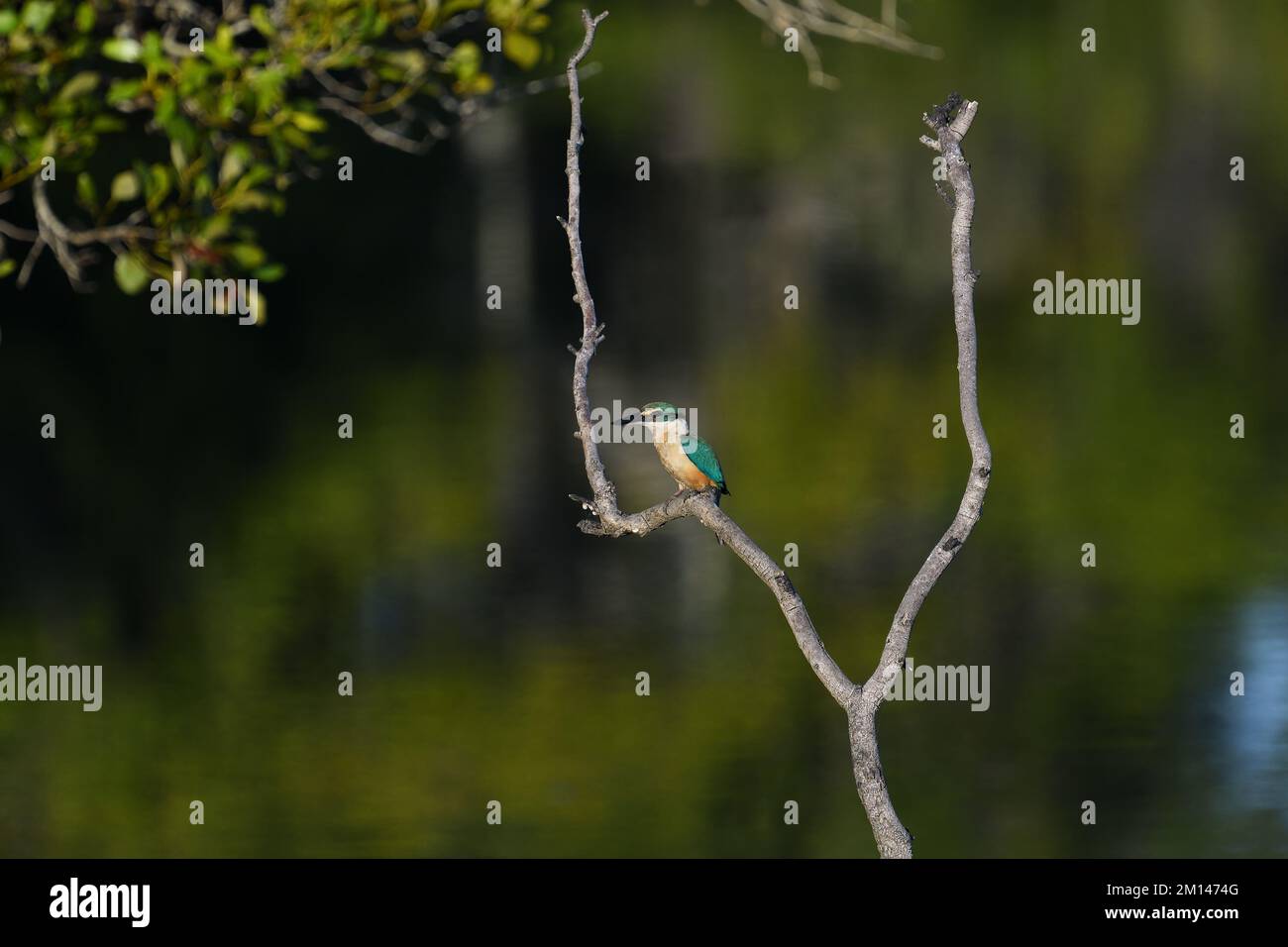 An environmental shot of an Australian adult male Sacred Kingfisher -Todiramphus sanctus- bird perched on a tree branch in a tidal river in the morning Stock Photo