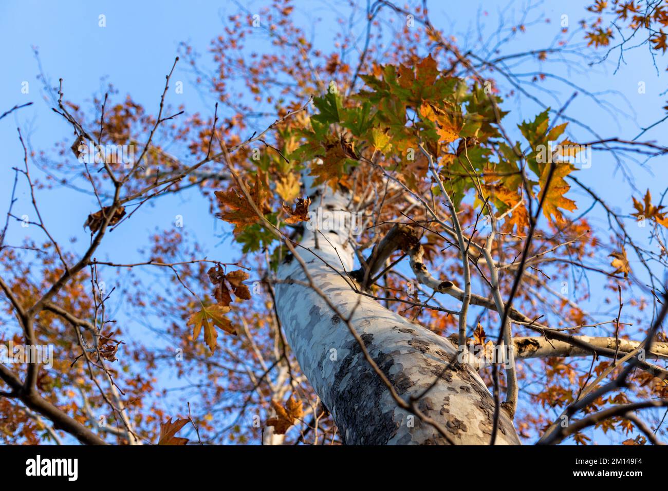 Maple tree colorful leaves in the park with blue sky background Stock ...