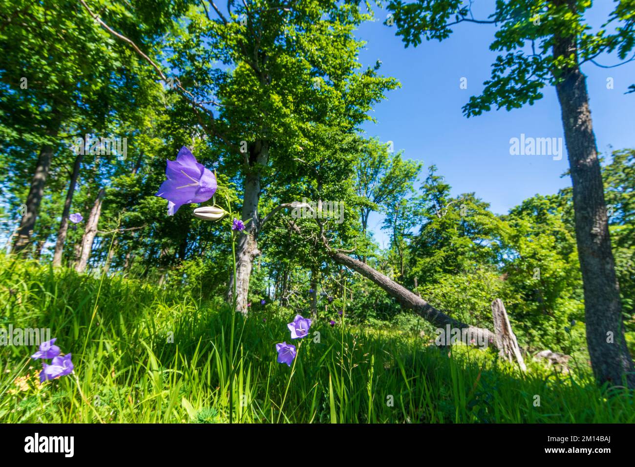 Vtacnik Mountains (Vogelgebirge): summit Zarnov, flower bellflower (Campanula) in , , Slovakia Stock Photo