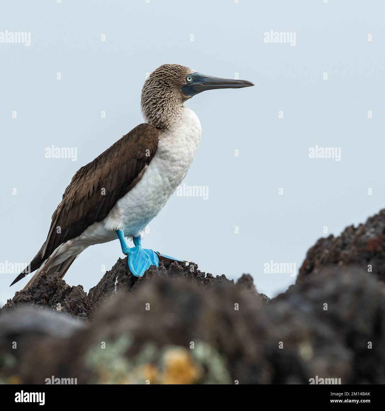 Blue footed booby (Sula nebouxii), Espanola Island, Galapagos national park, Ecuador. Stock Photo