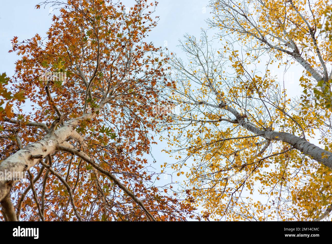 looking up to the trees from below in the autumn season Stock Photo