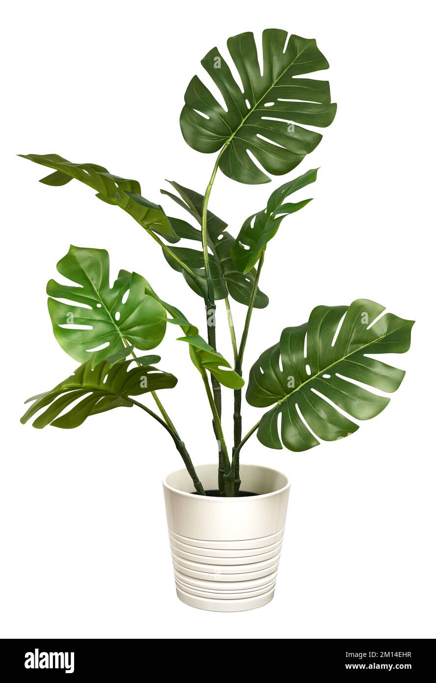philodendron milano Philodendron melinonii 6