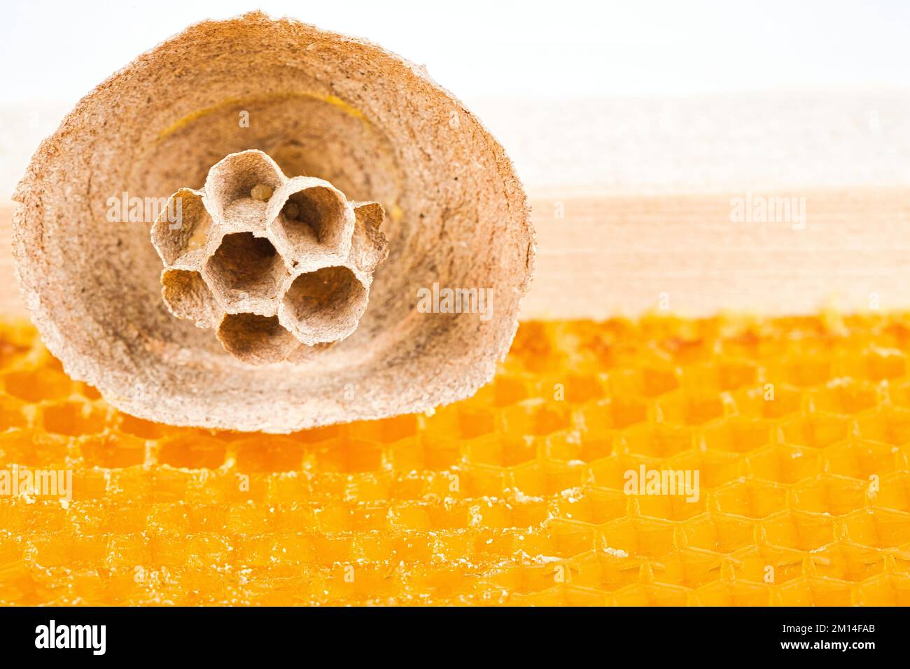 Caterpillar in bee nest hi-res stock photography and images - Alamy