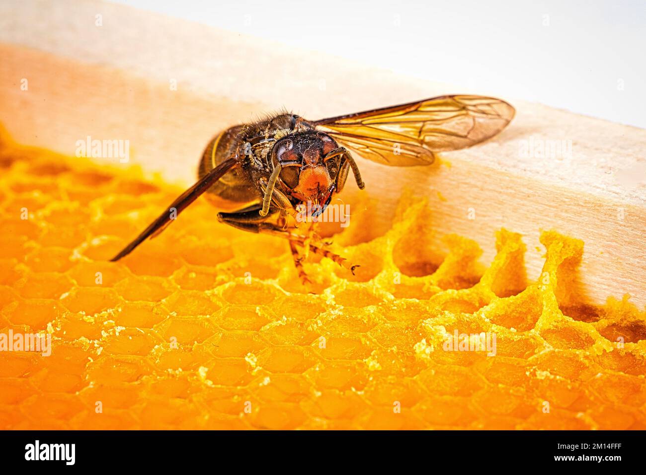 Macro picture of alive Asian hornets on a new yellow orange frame of Biology Diagrams