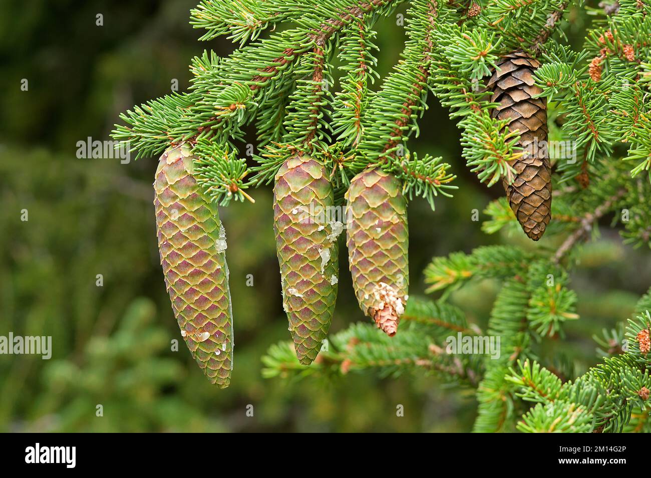 Fir cones, a ripe one and several younger cones, growing on fir tree. Picea abies Tyrol, Austria Stock Photo
