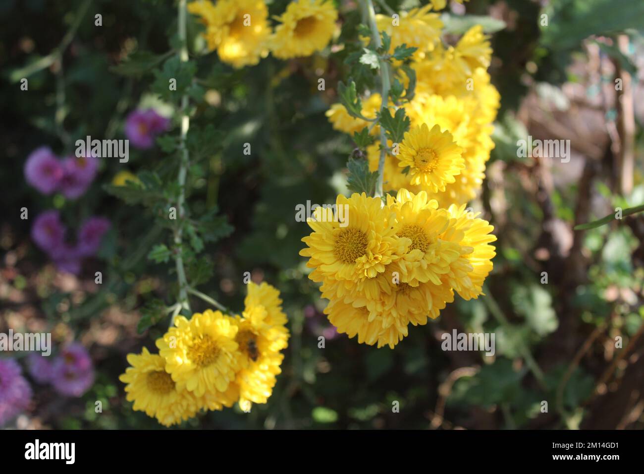 Yellow flower (hardy garden mum or chrysanthemum) in garden. Stock Photo