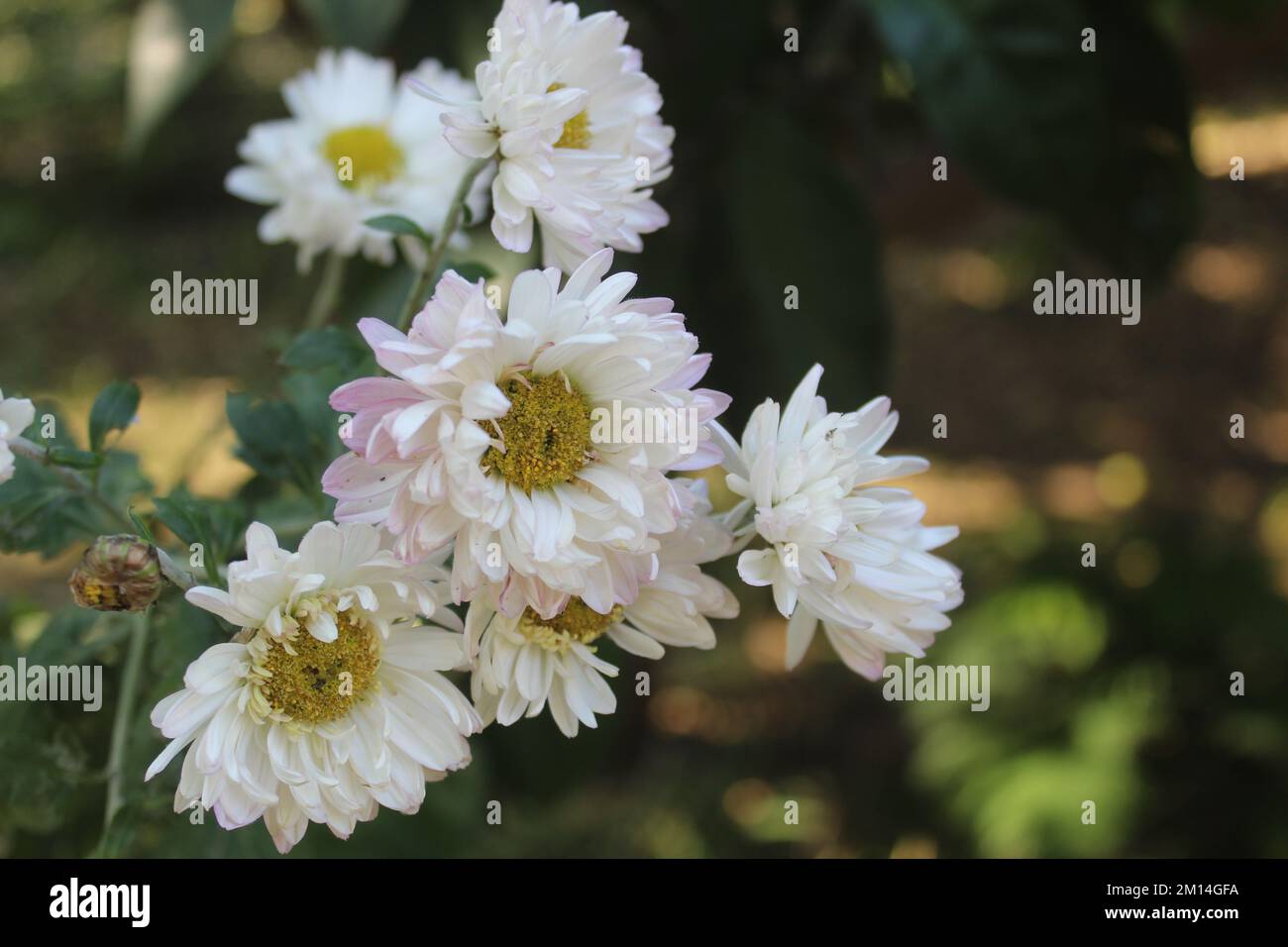 Hardy garden mum (chrysanthemum morifolium) white flower in garden under sunset. Stock Photo