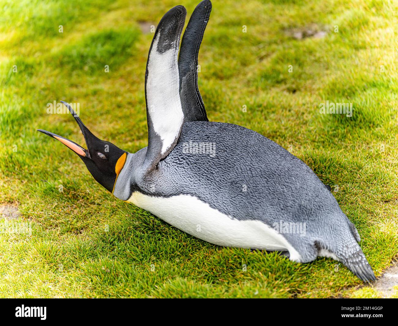 individual king penguin (APTENODYTES PATAGONICUS) lying on its belly in green grass of South Georgia doing flight exercises with its wings Stock Photo