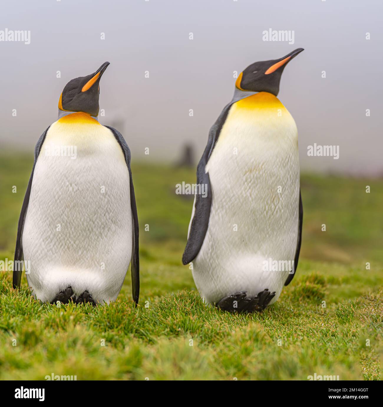 Pair of 2 King Penguins (APTENODYTES PATAGONICUS) on South Georgia