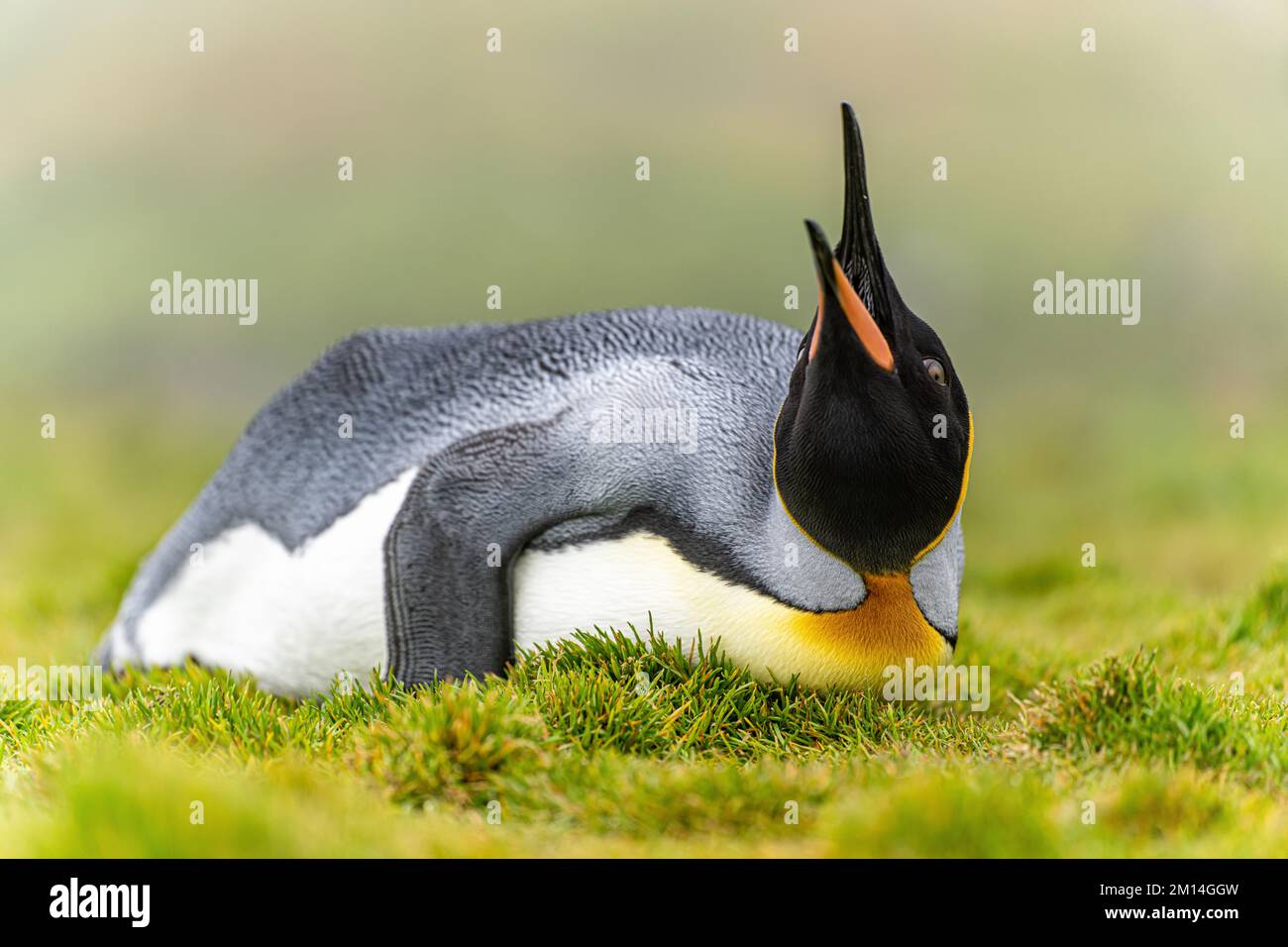 individual king penguin (APTENODYTES PATAGONICUS) lying relaxed on its belly in green grass of South Georgia, looking up into the air with open beak Stock Photo
