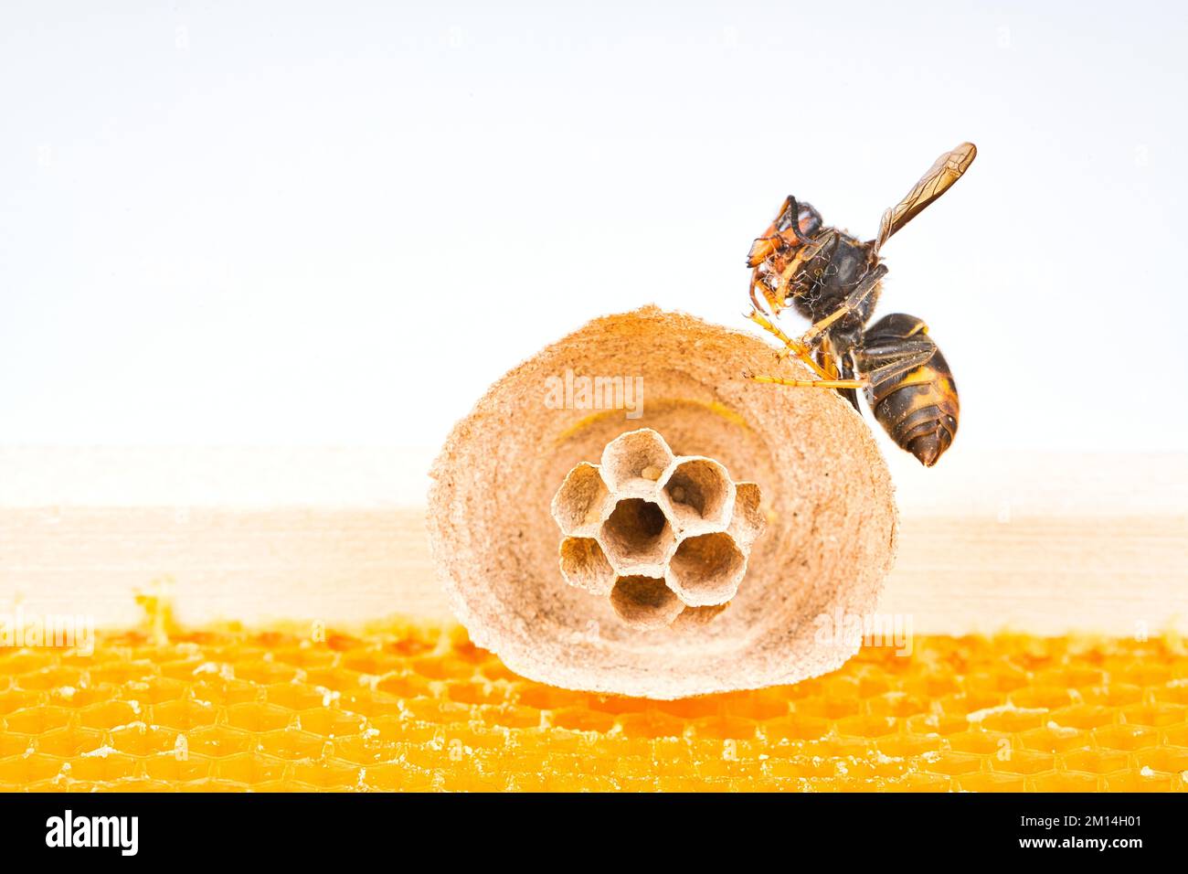 Macro picture of Asian hornets begin of nest on a new yellow frame of ... Biology Diagrams