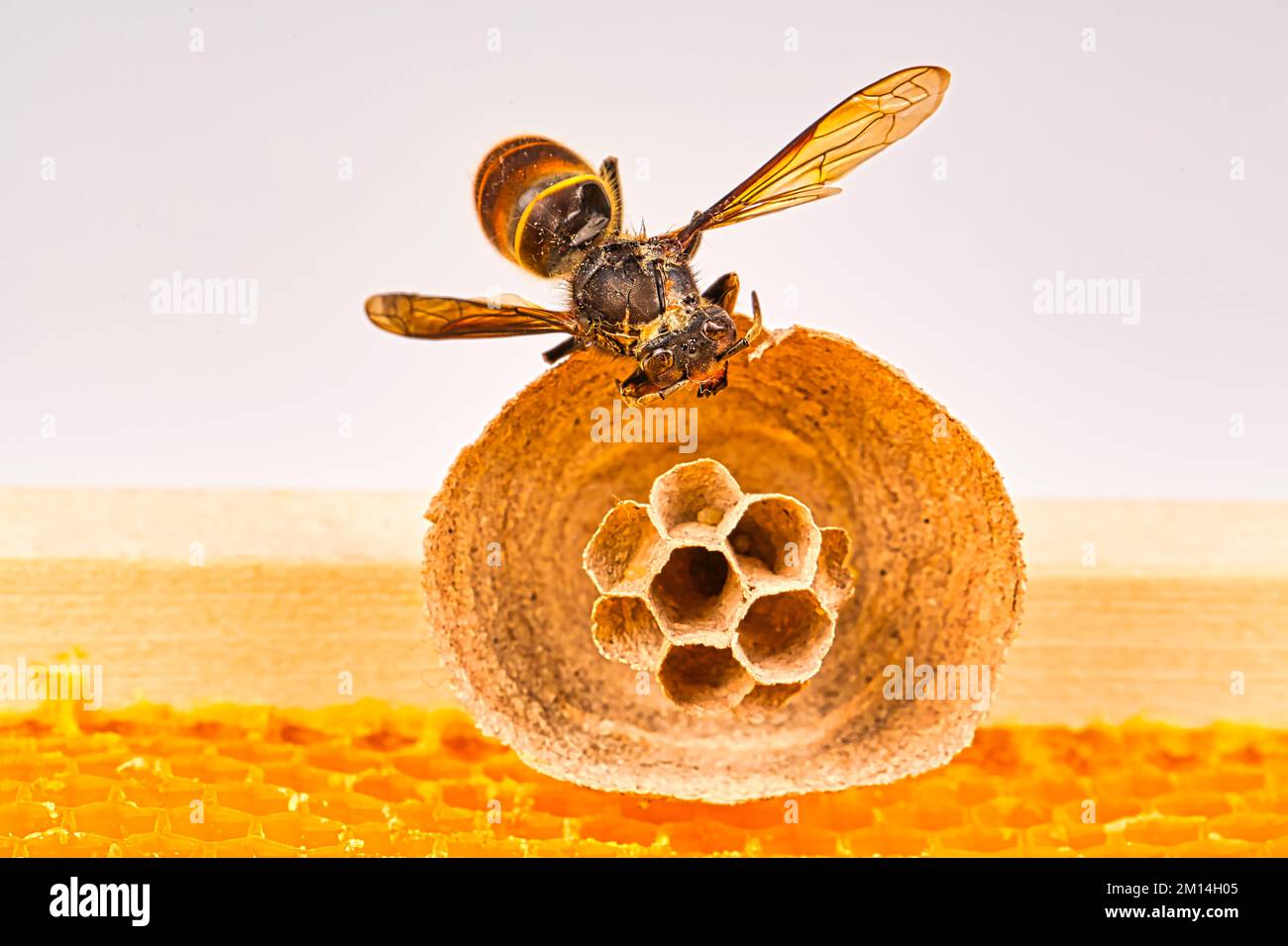 Macro picture of Asian hornets begin of nest on a new yellow frame of ... Biology Diagrams