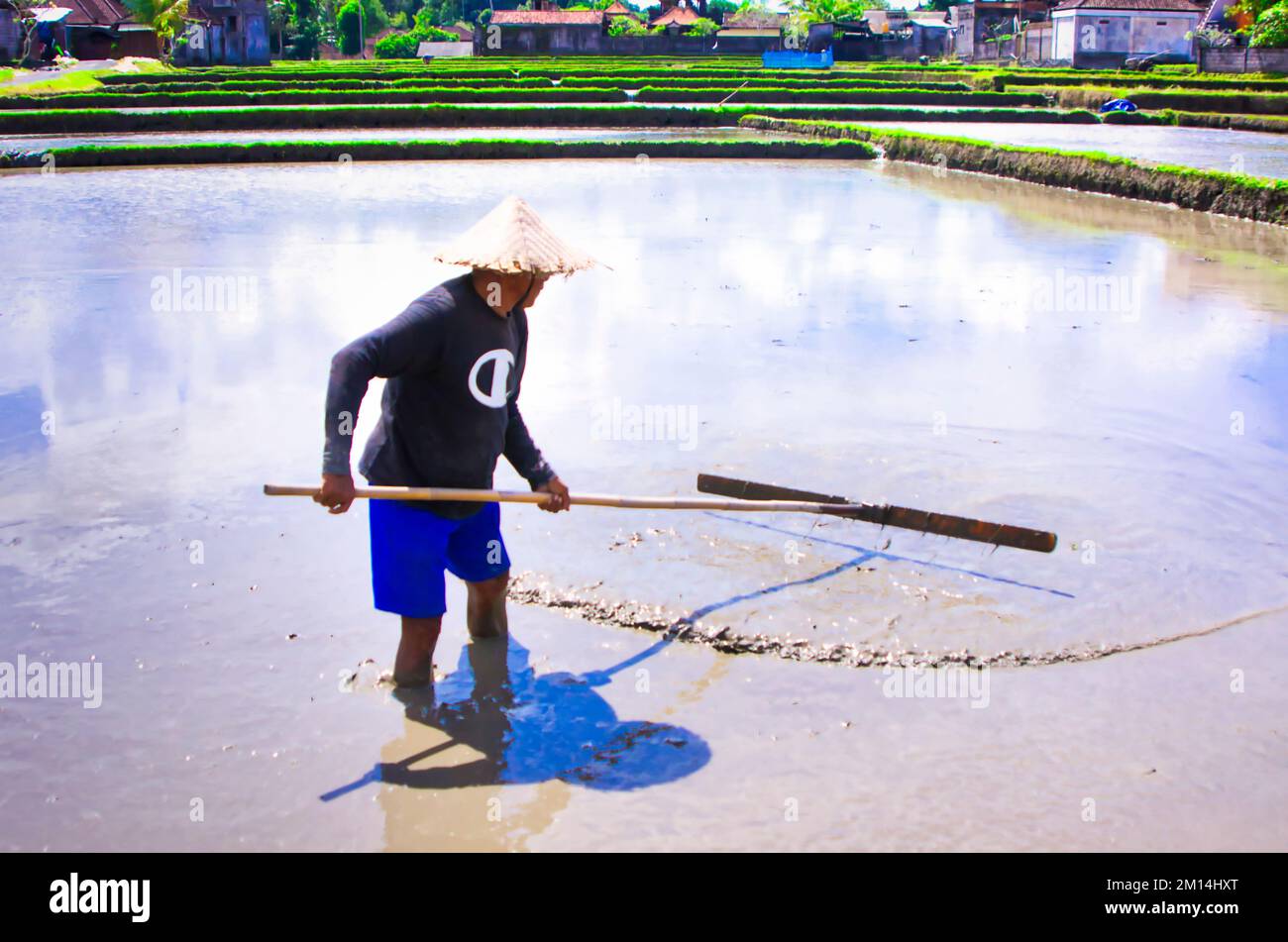 Filipino farmer working rice hi-res stock photography and images - Alamy