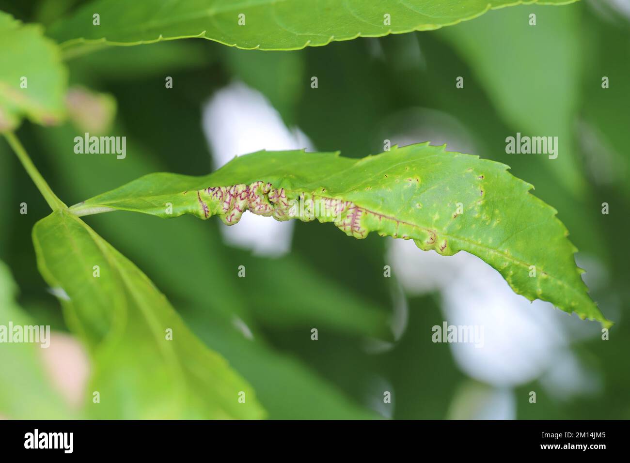 Dasineura fraxini gall fly maggot, larvae in ash, Fraxinus leaf. Stock Photo