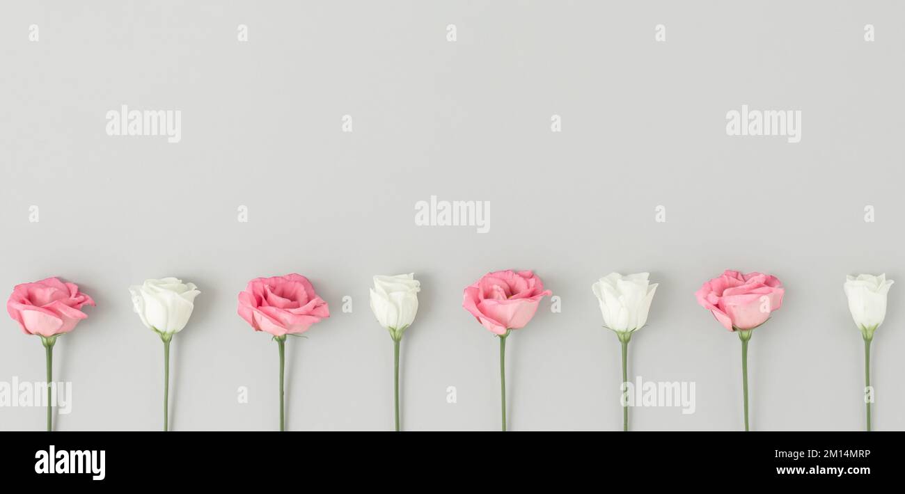 White Roses Row A row of white and pink roses on the white background with a copy space ...