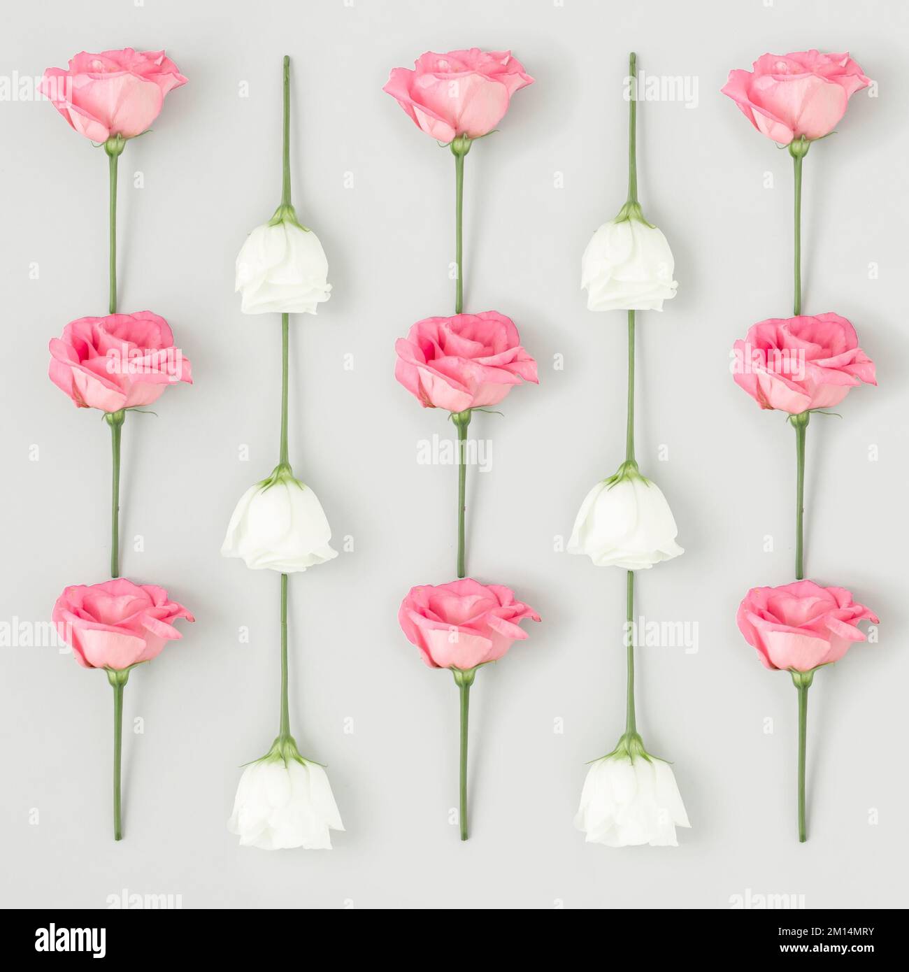 A pattern of white and pink roses on the white background Stock Photo ...