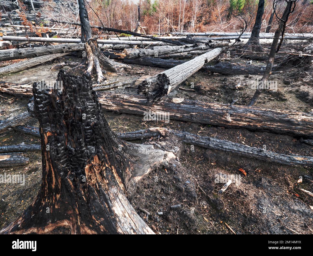 Biggest forst fire hires stock photography and images Alamy