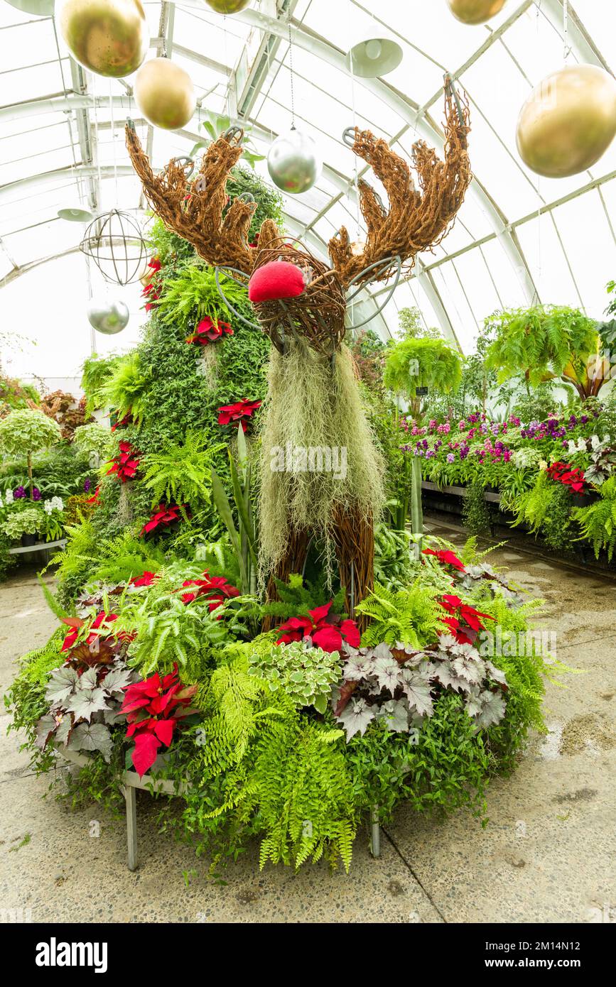Christmas tree at the Christchurch Botanic Gardens New Zealand Stock
