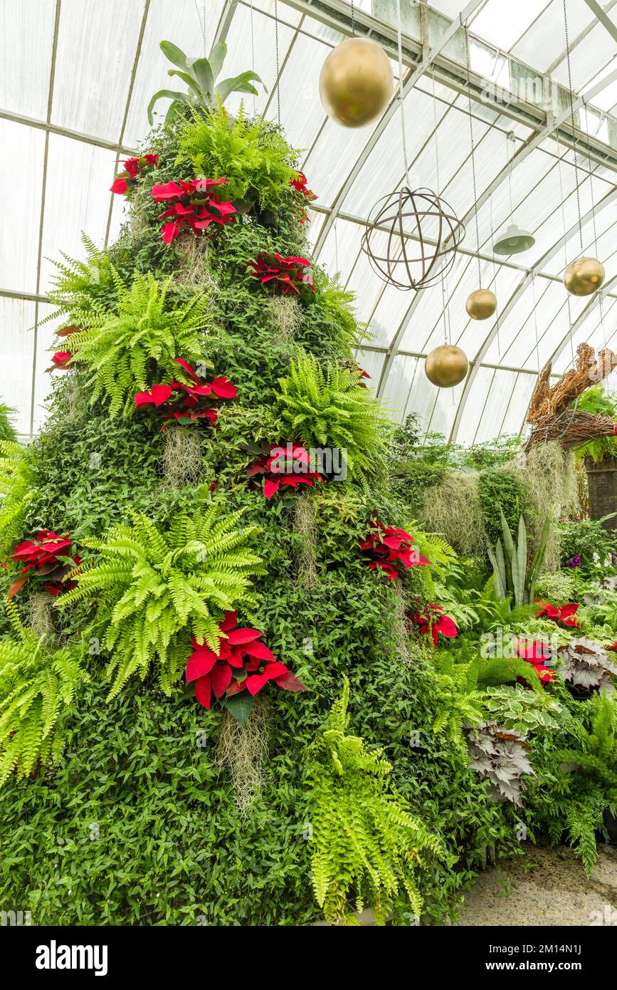 Christmas tree at the Christchurch Botanic Gardens New Zealand Stock