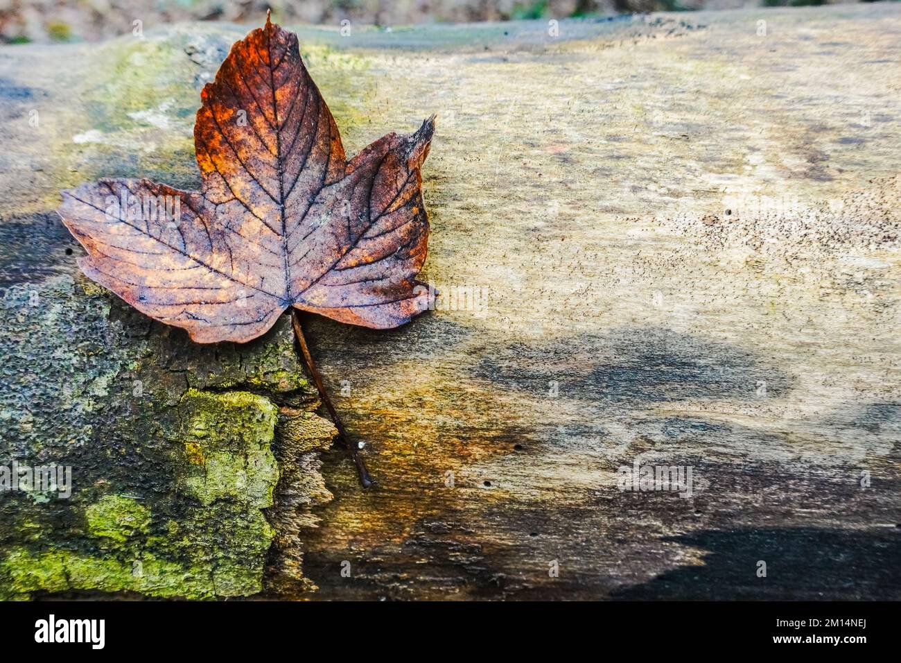 single sticky leaf on a lying tree trunk in the forest in winter Stock