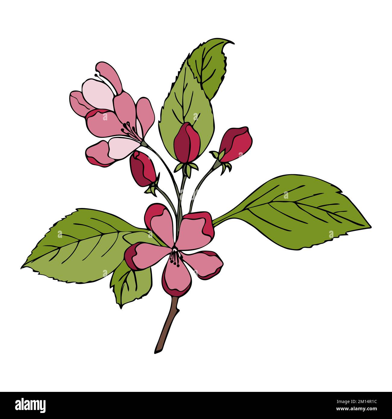 Cherry sakura branch with flowers hand drawn doodle with Viva Magenta