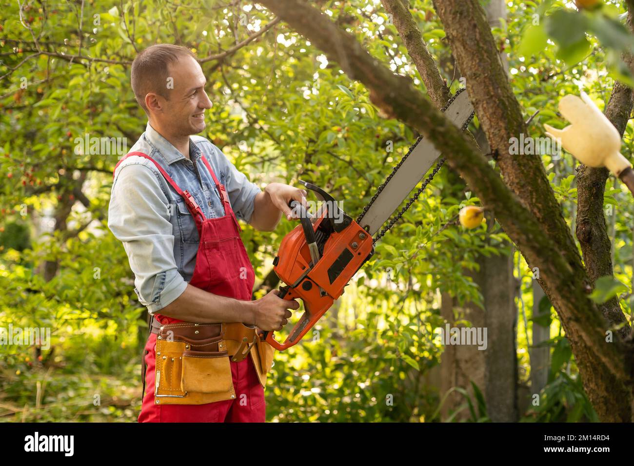 Cutting tree branches with a pole chain saw Stock Photo Alamy