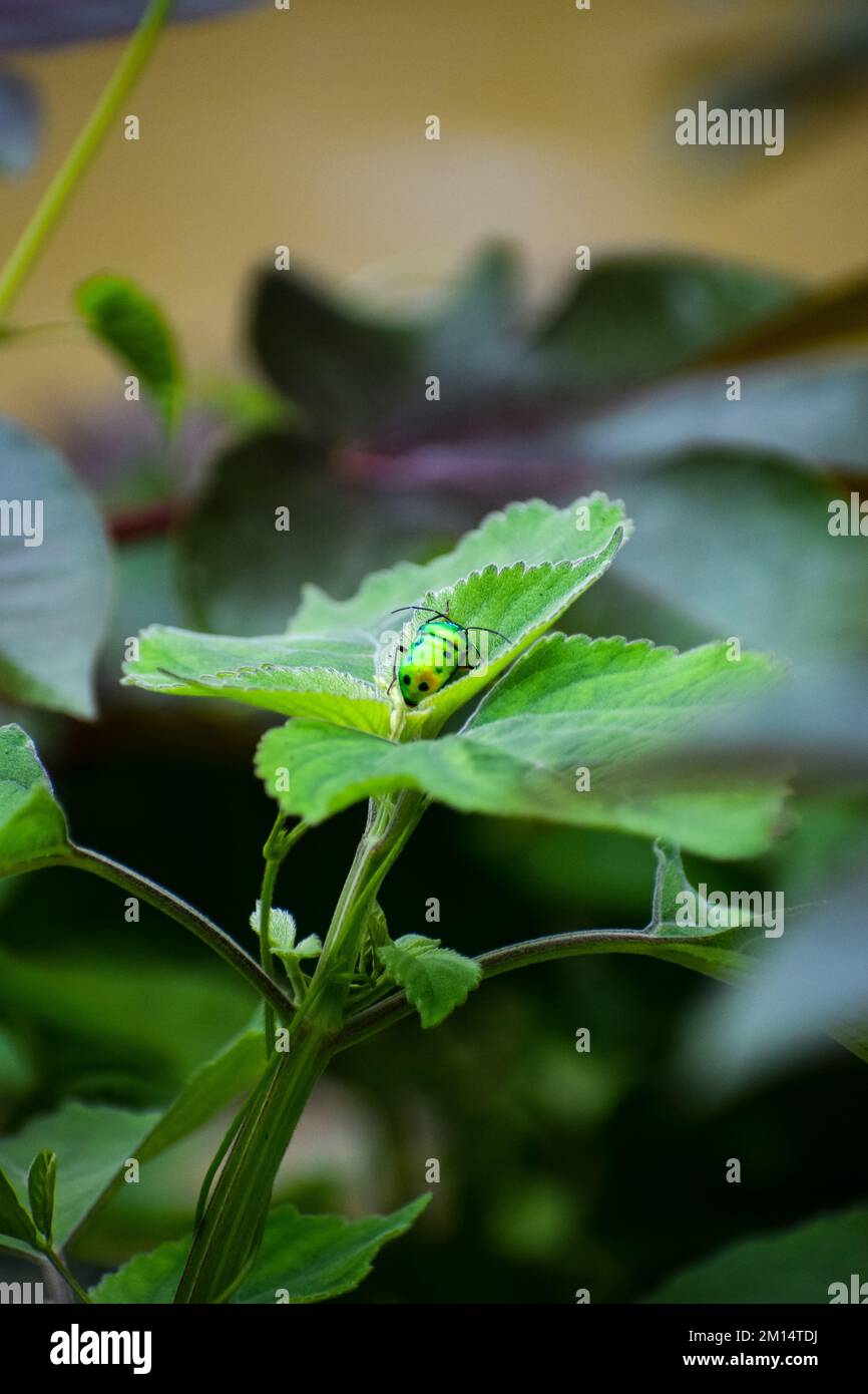 Bright green Jewel bug (Scutelleridae) on a plant leave Stock Photo