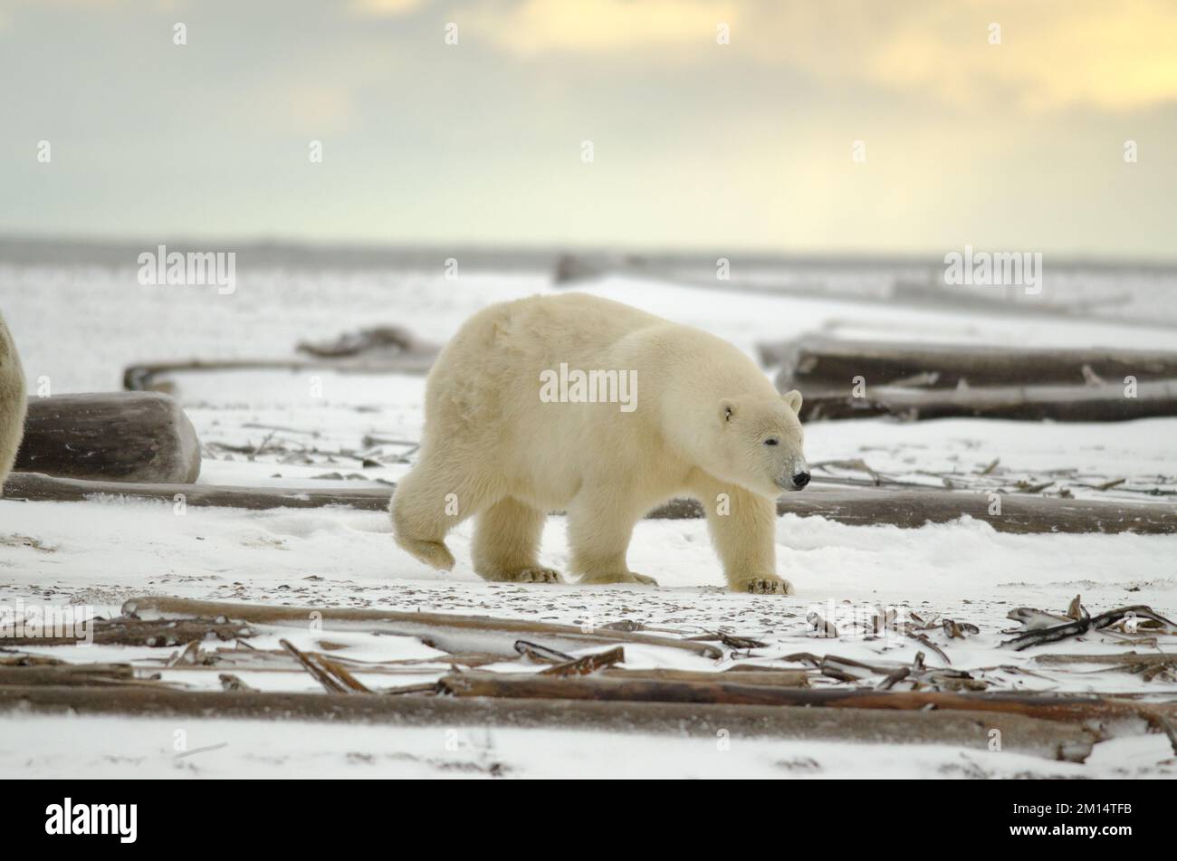 Polar bear beach hi-res stock photography and images - Alamy