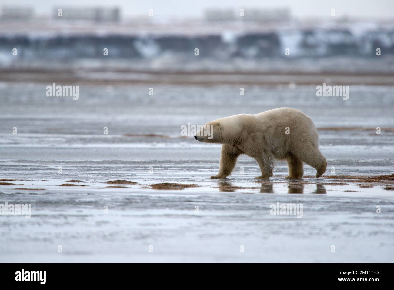 Polar bear beach hi-res stock photography and images - Alamy
