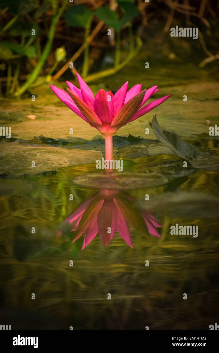 The reflection of a beautiful pink water lily in a pond Stock Photo - Alamy