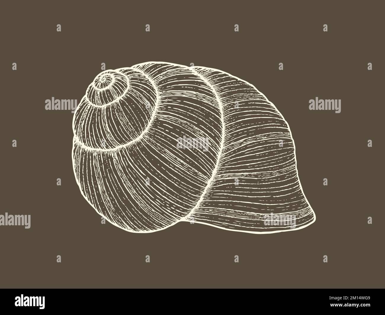 Realistic grapevine snail shell isolated. Detailed illustration. Hand drawn vector Stock Vector