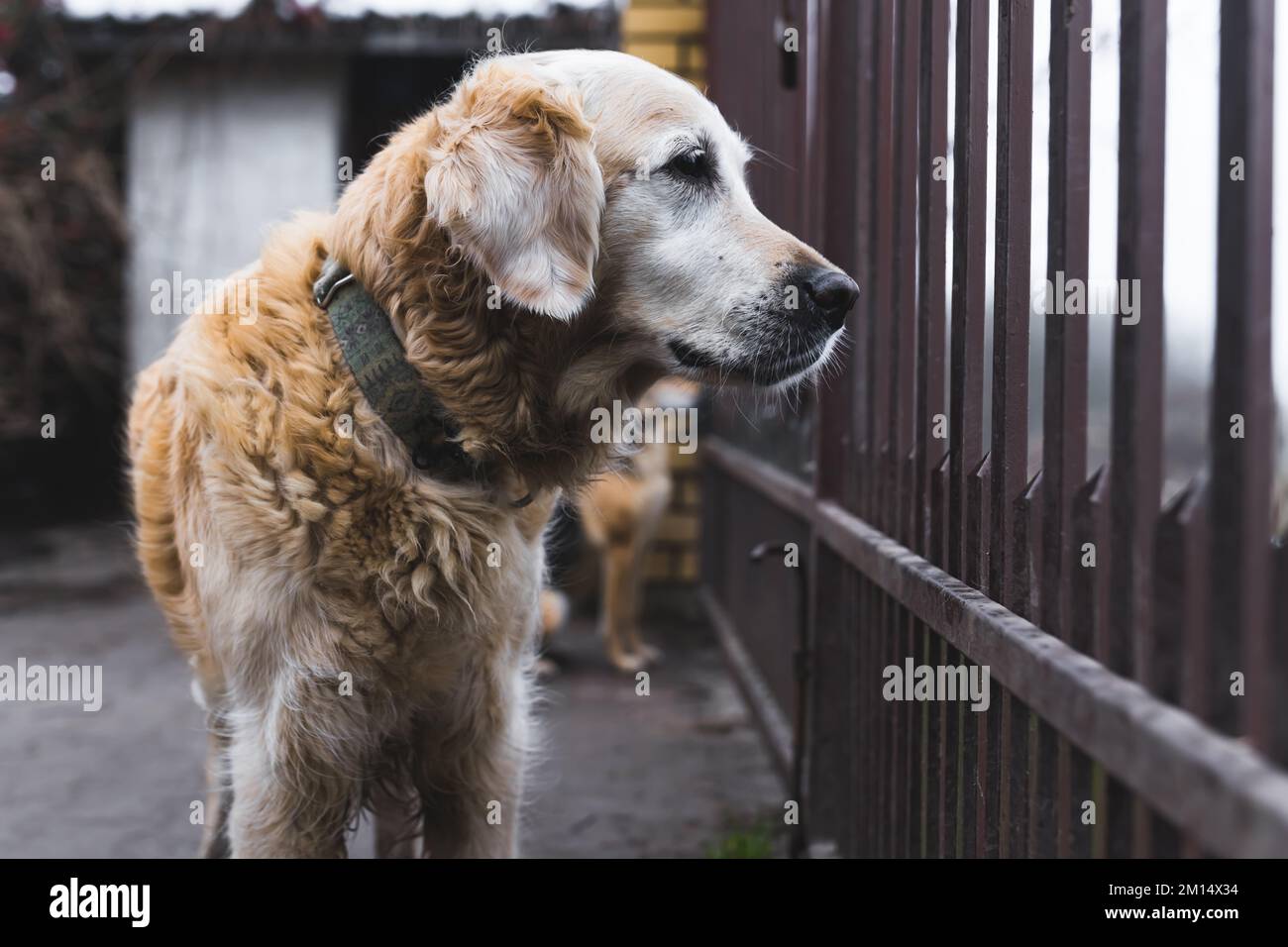 Labrador Retriever dog looking through the fence in the shelter outdoor. High quality photo Stock Photo