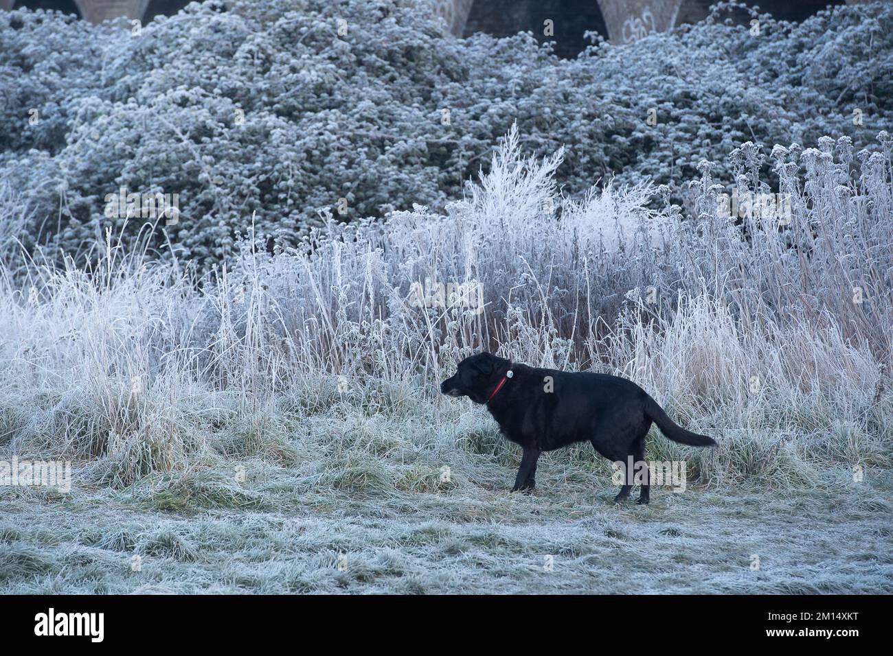 Cold Labrador Do Labradors Get Cold At Night