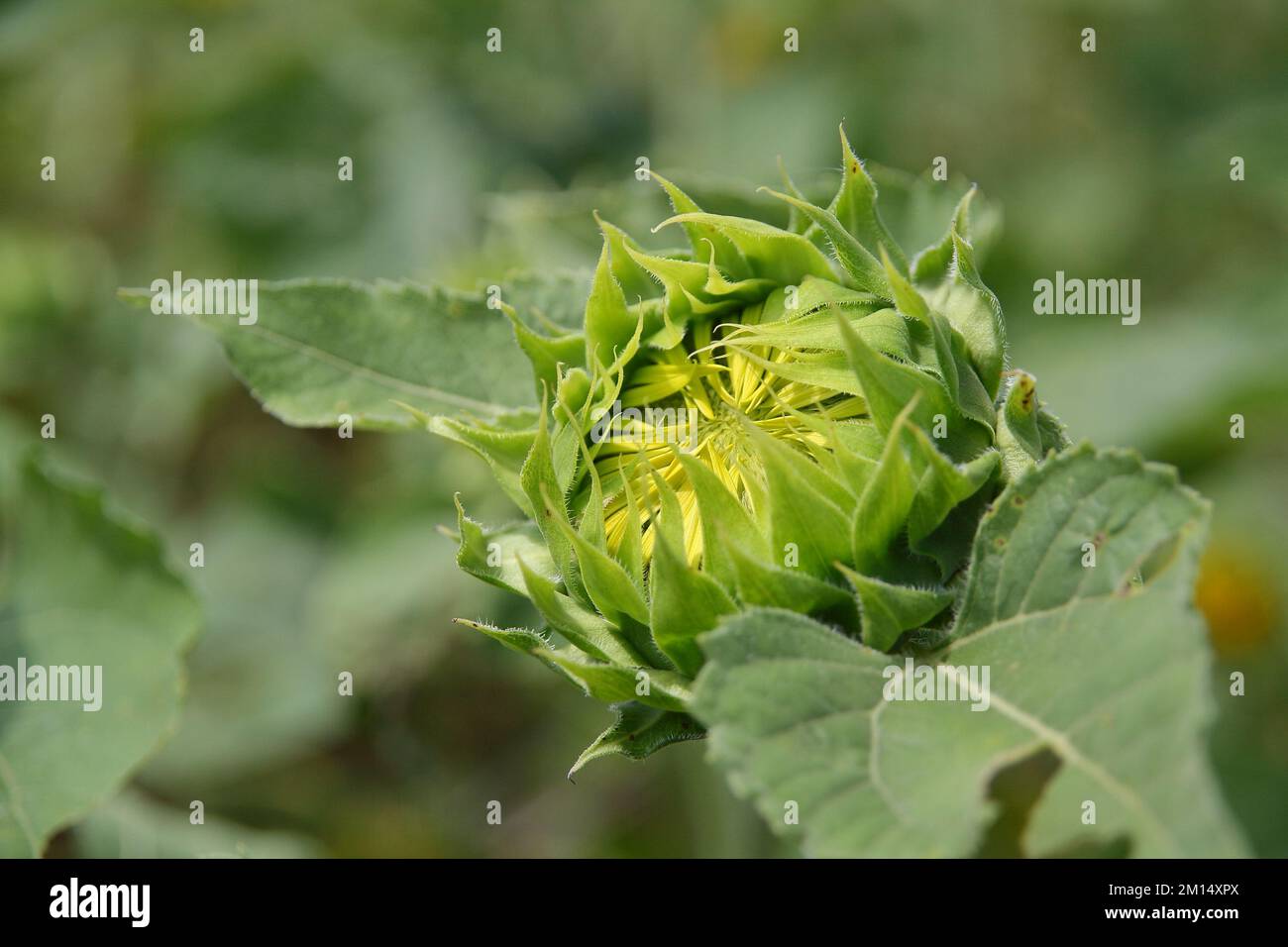 close-up view of a sunflower bud in a garden Stock Photo