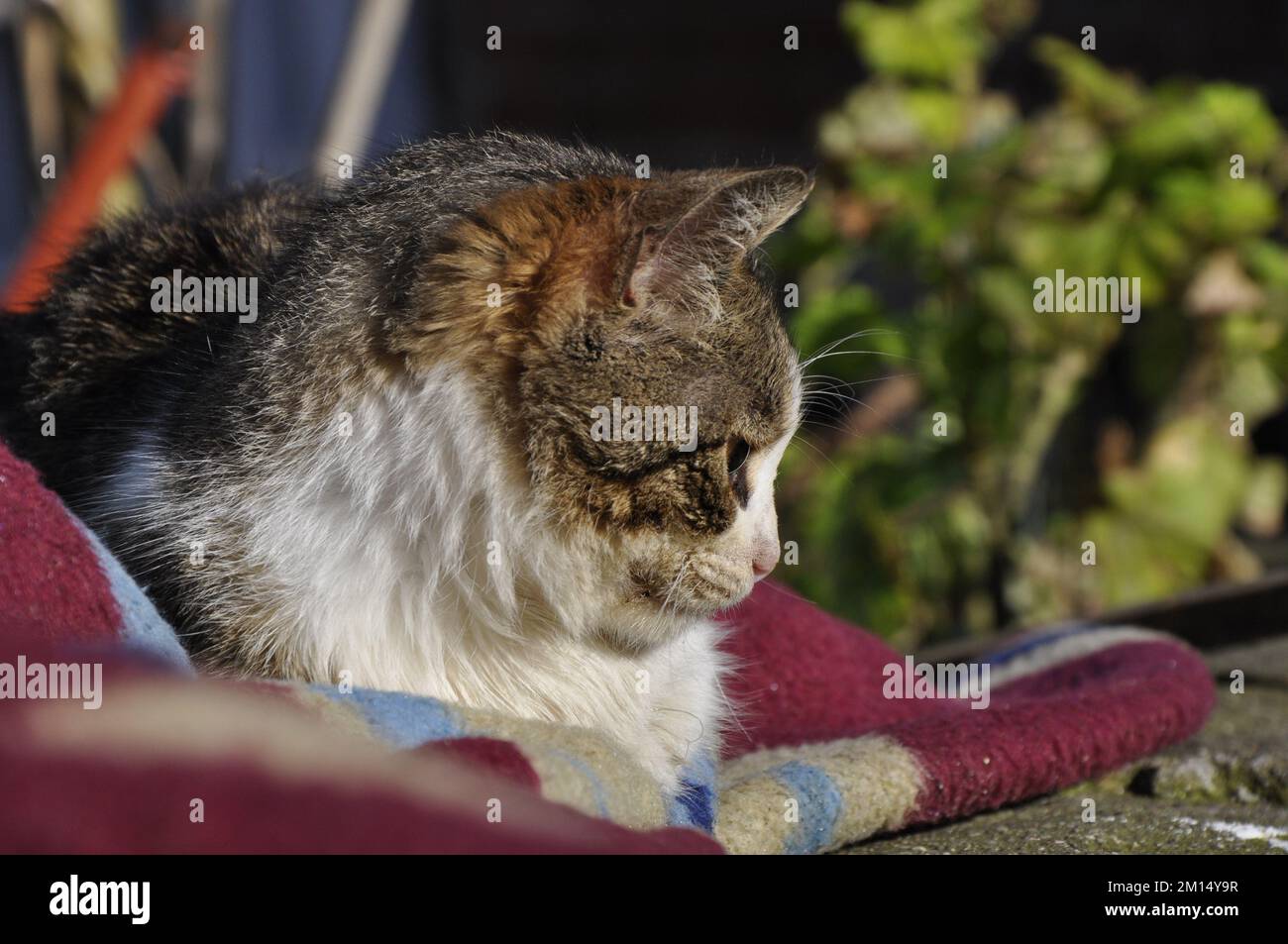 Cat on an authentic carpet. Stock Photo