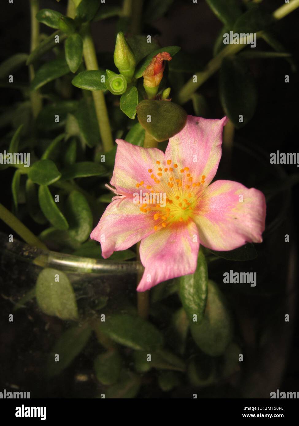 A vertical shot of a Common Purslane growing in a field under the sunlight with a blurry background Stock Photo