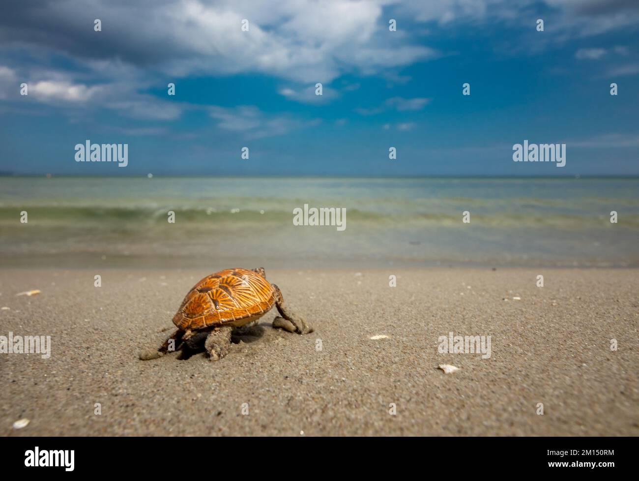 A closeup of an Ornate box turtle on the beach under the sunlight with a blurry background Stock Photo