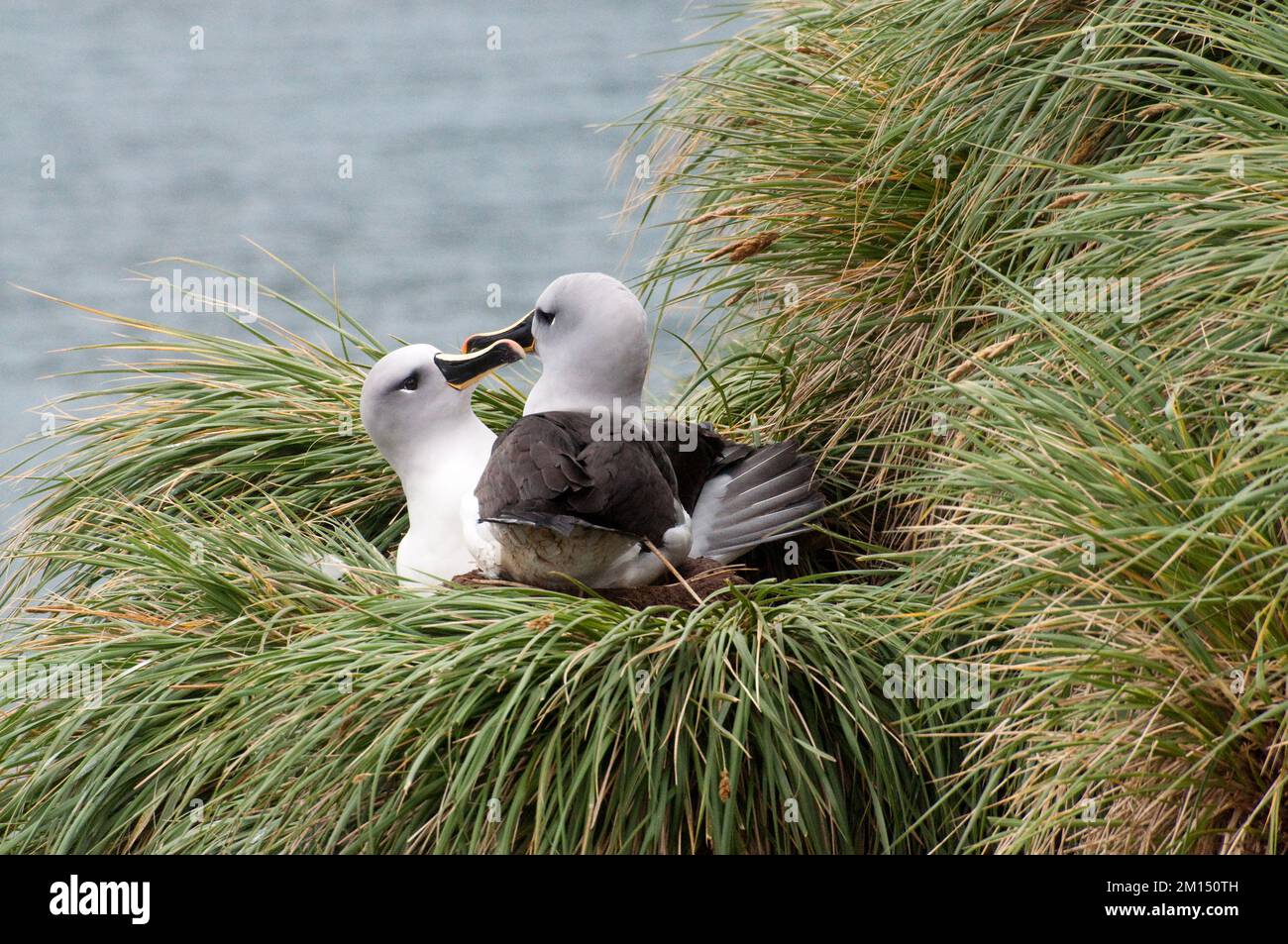Antarctic albatross nest hi-res stock photography and images - Alamy