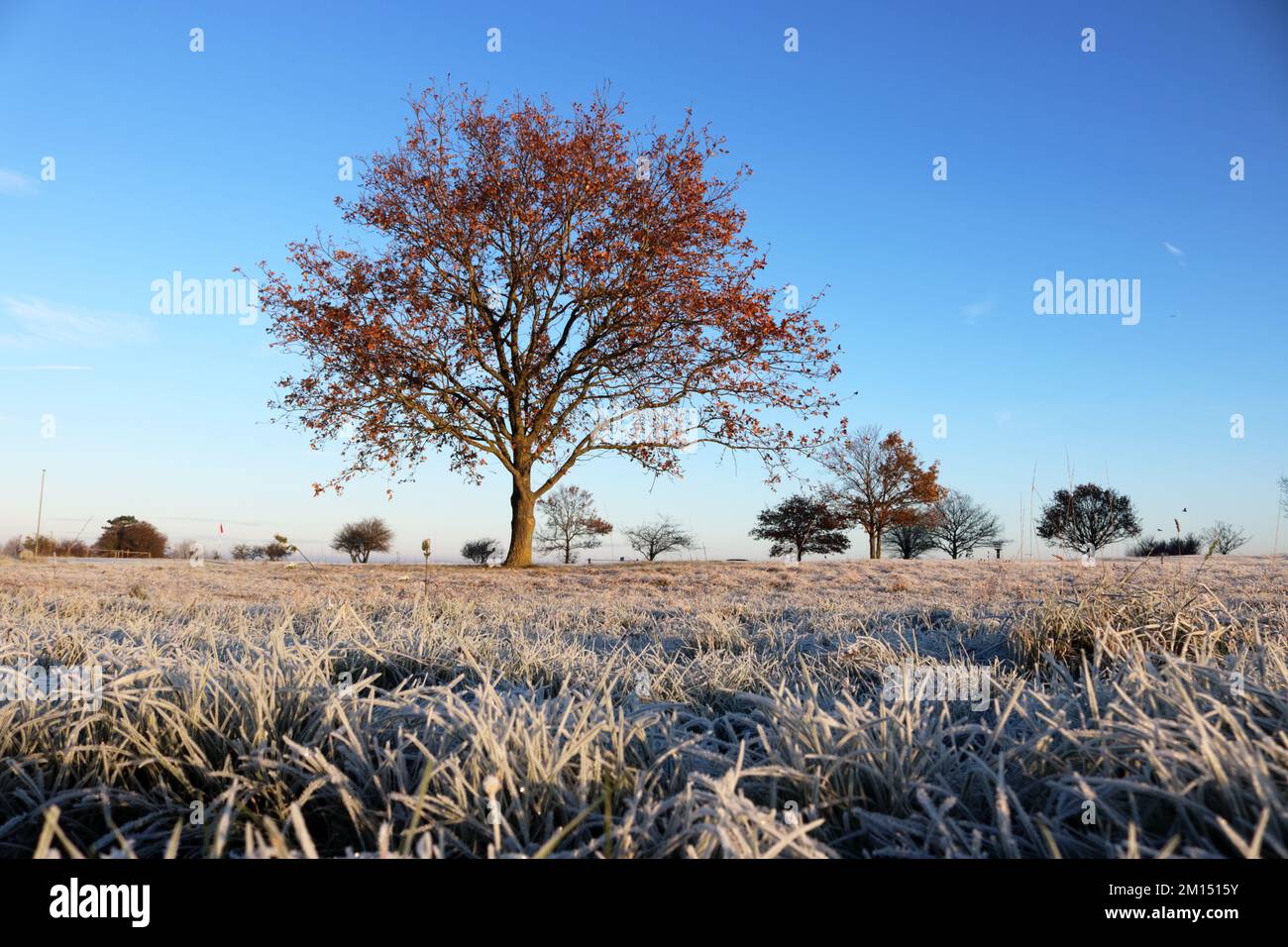 Epsom Downs Surrey, UK. 10th Dec, 2022. With tempertures at minus 4 degrees celsius at sunrise there was a heavy frost covering Epsom Downs today. Credit: Julia Gavin/Alamy Live News Stock Photo