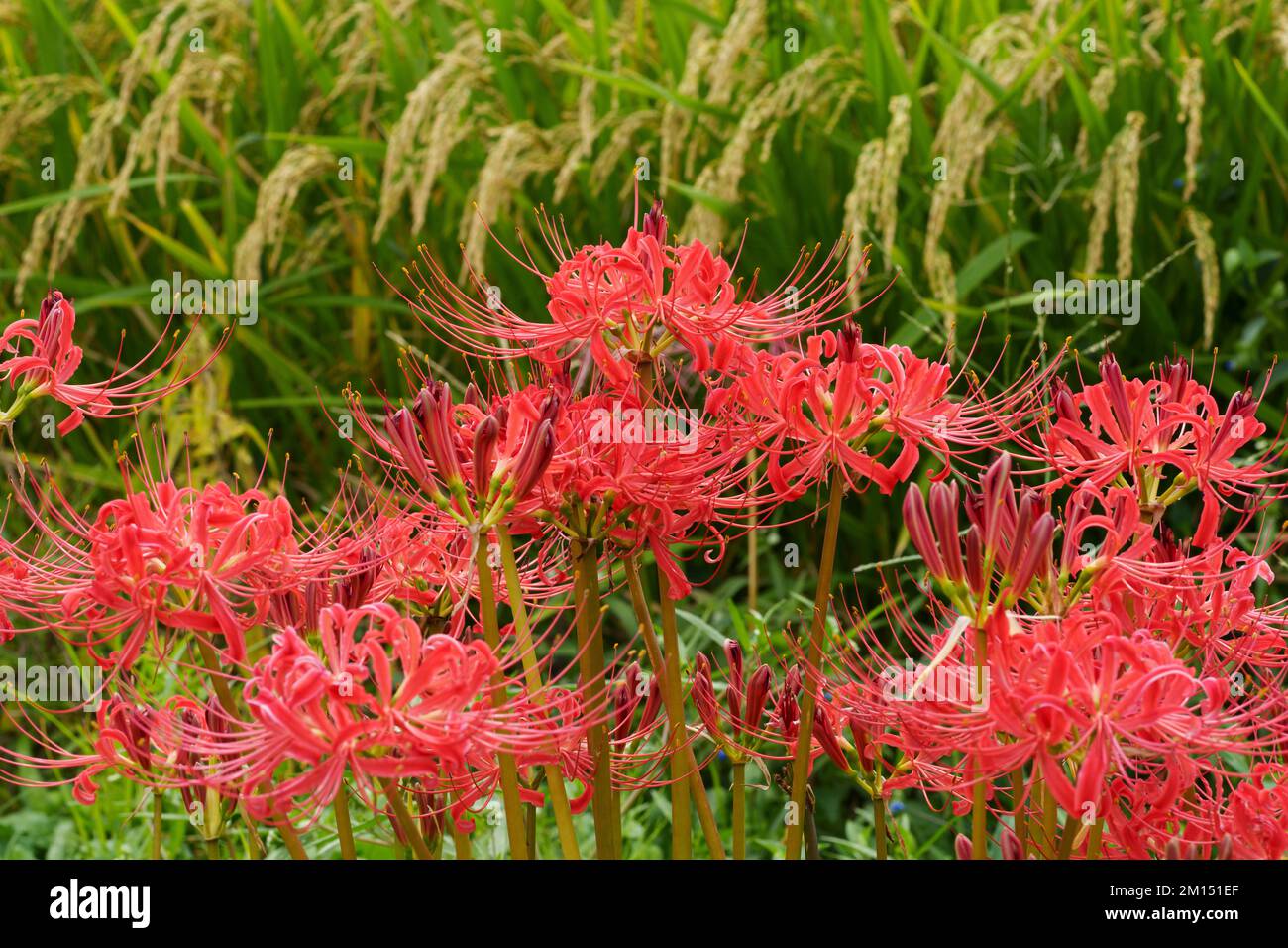 Red spider lily (Lycoris radiata) in front of rice field, Isehara City, Kanagawa Prefecture