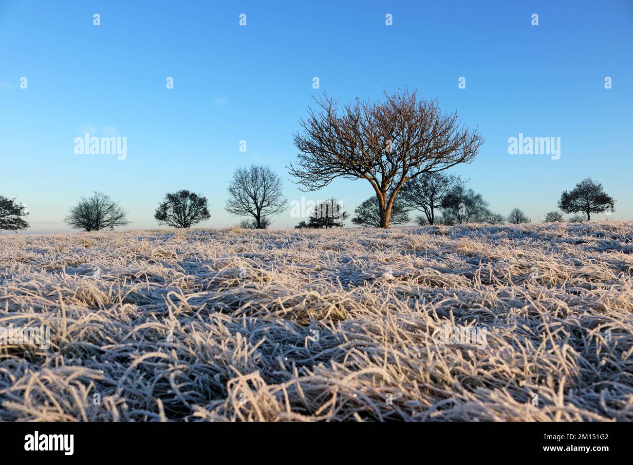 Epsom Downs Surrey, UK. 10th Dec, 2022. With tempertures at minus 4 degrees celsius at sunrise there was a heavy frost covering Epsom Downs today. Credit: Julia Gavin/Alamy Live News Stock Photo