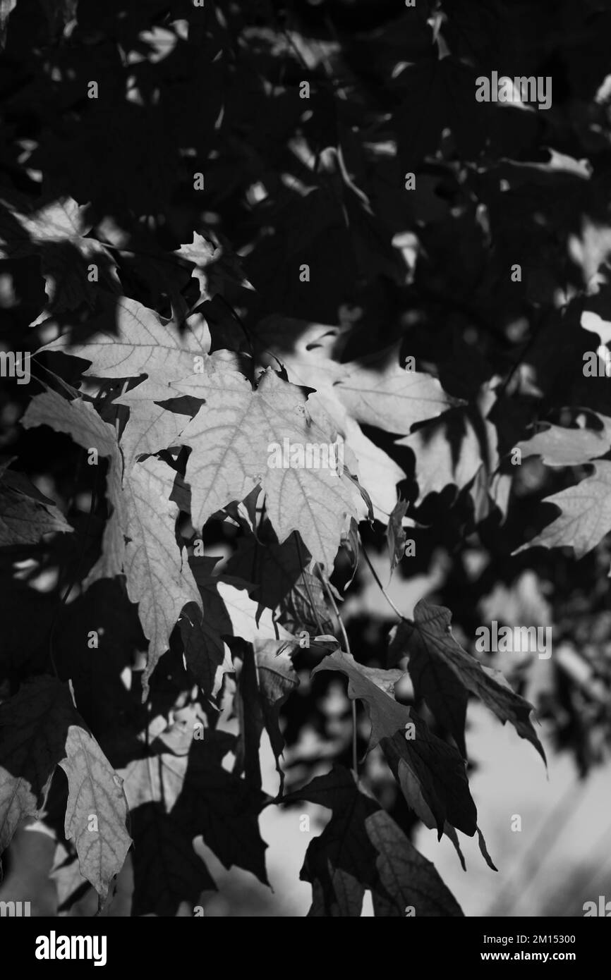 Leafy sugar maple leaves fluttering in the breeze in a black and white monochrome. Stock Photo